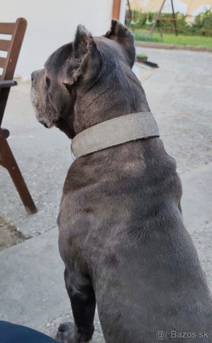 Cane corso darujem