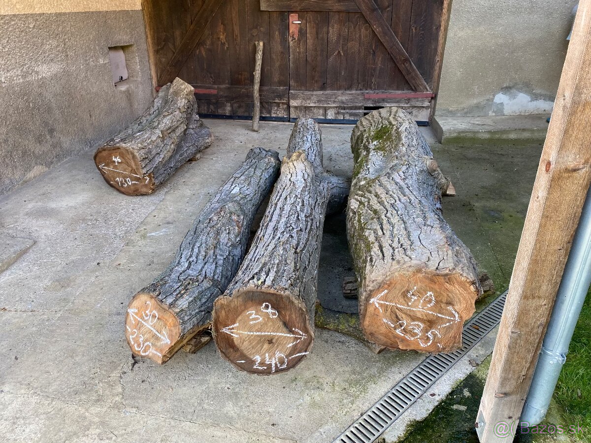 Orechové kmene, guľatina