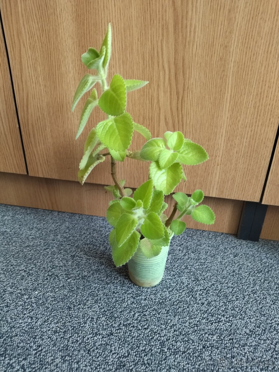 Predám nádchovník