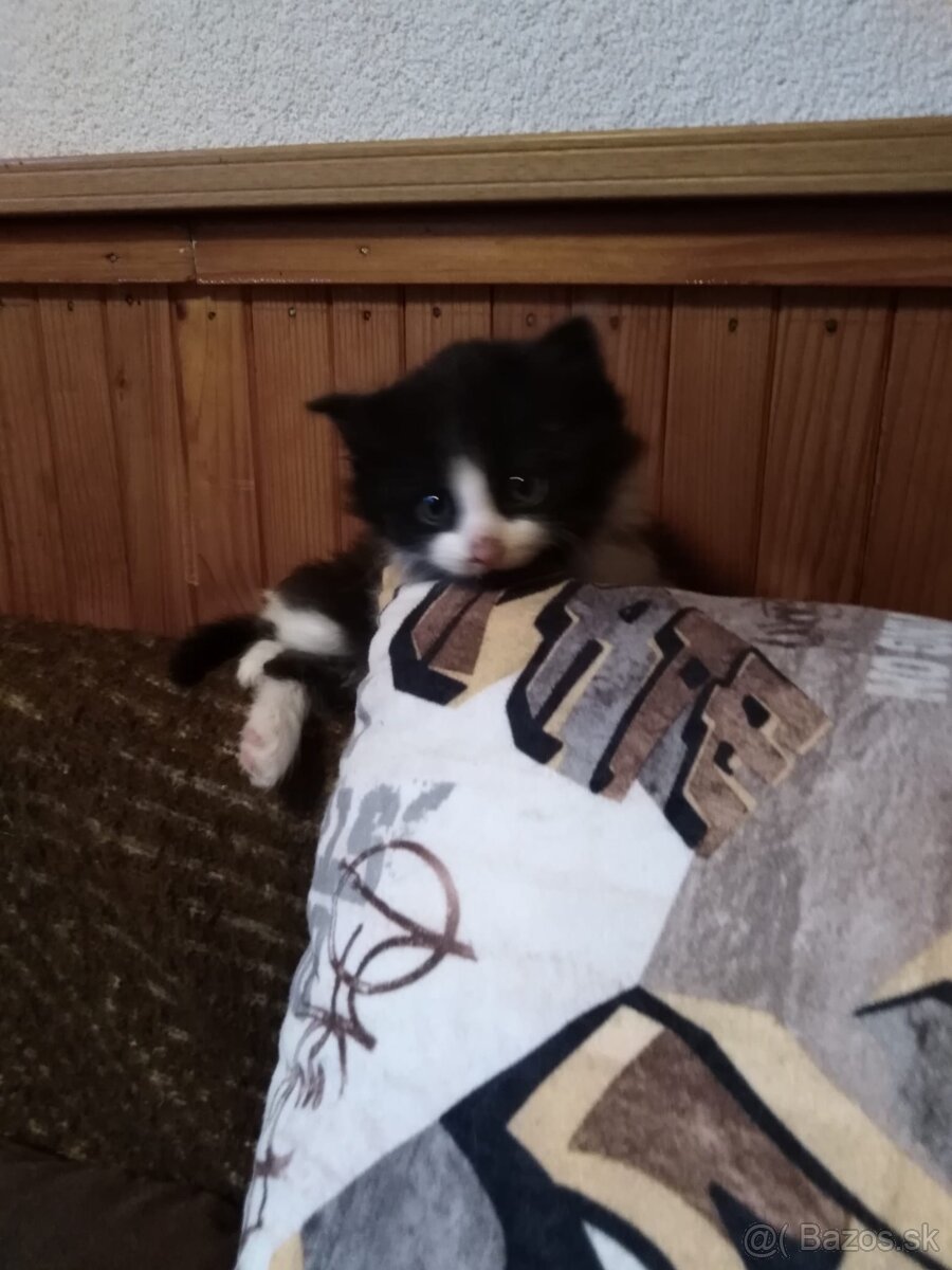 3 rozkošné mačiatka DARUJEM