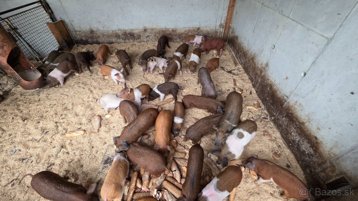 Odstavčatá přesticke x duroc