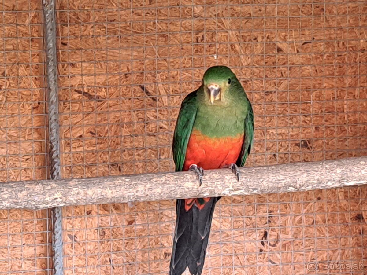 Papagáj kráľovský