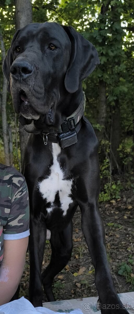 Darujem psika Nemecka doga