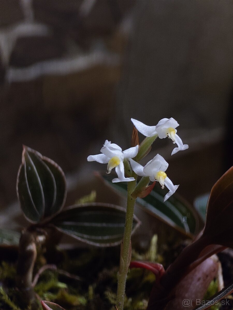Ludisia discolor