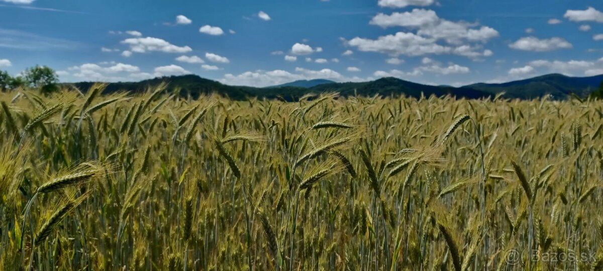 Na predaj orná pôda a les v obci Podkylava, časť Jancovo (ok