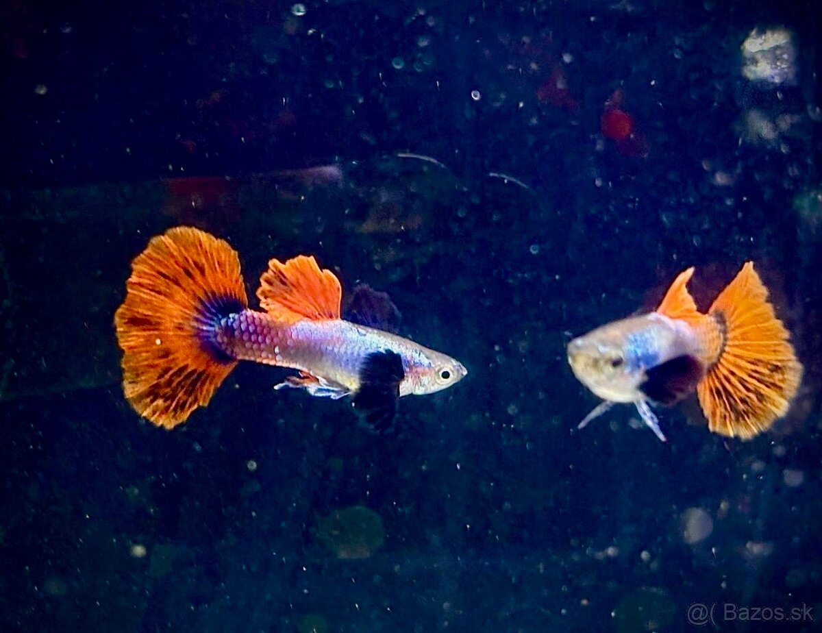 gupky (čisté formy) + prísavník L144