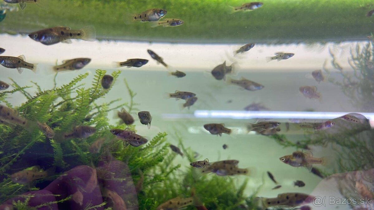 Phalichthys quadripunctatus