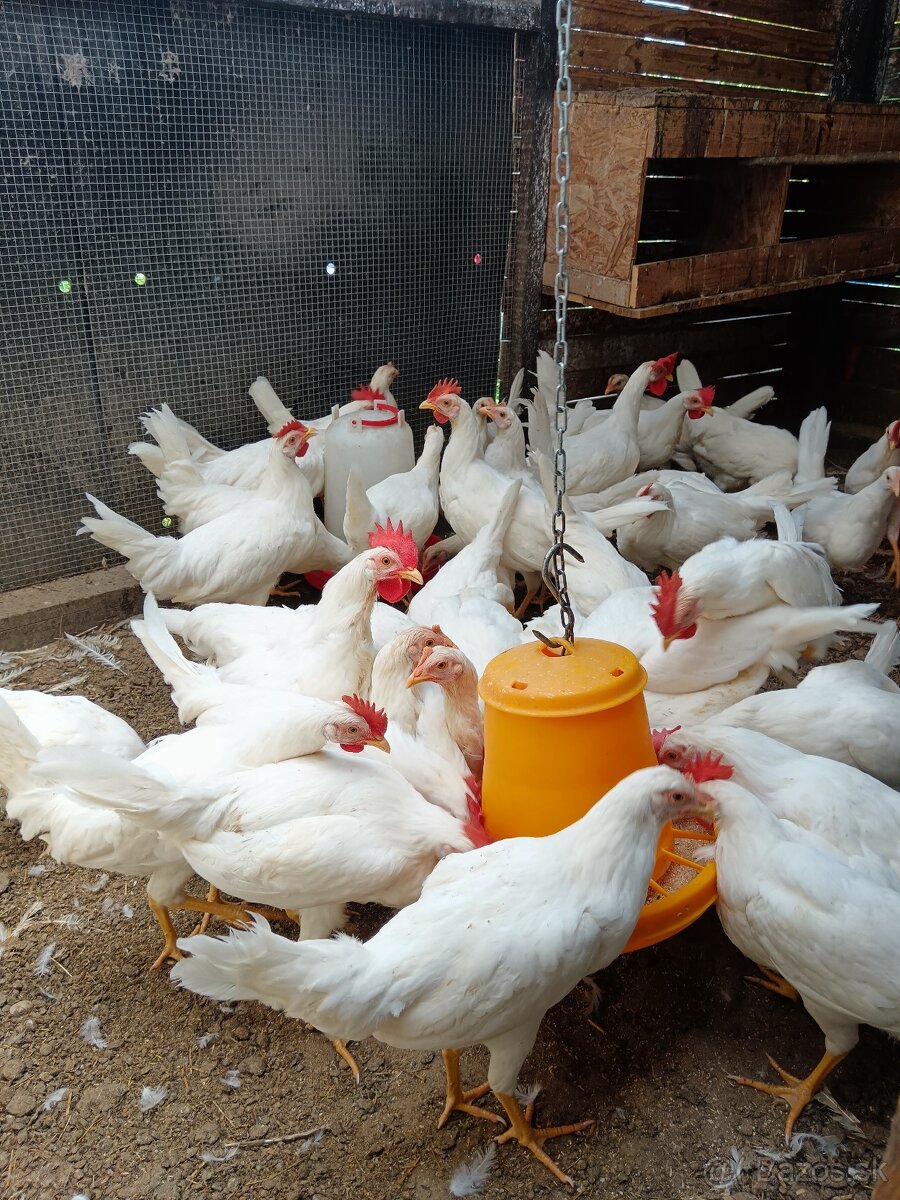 Leghorn