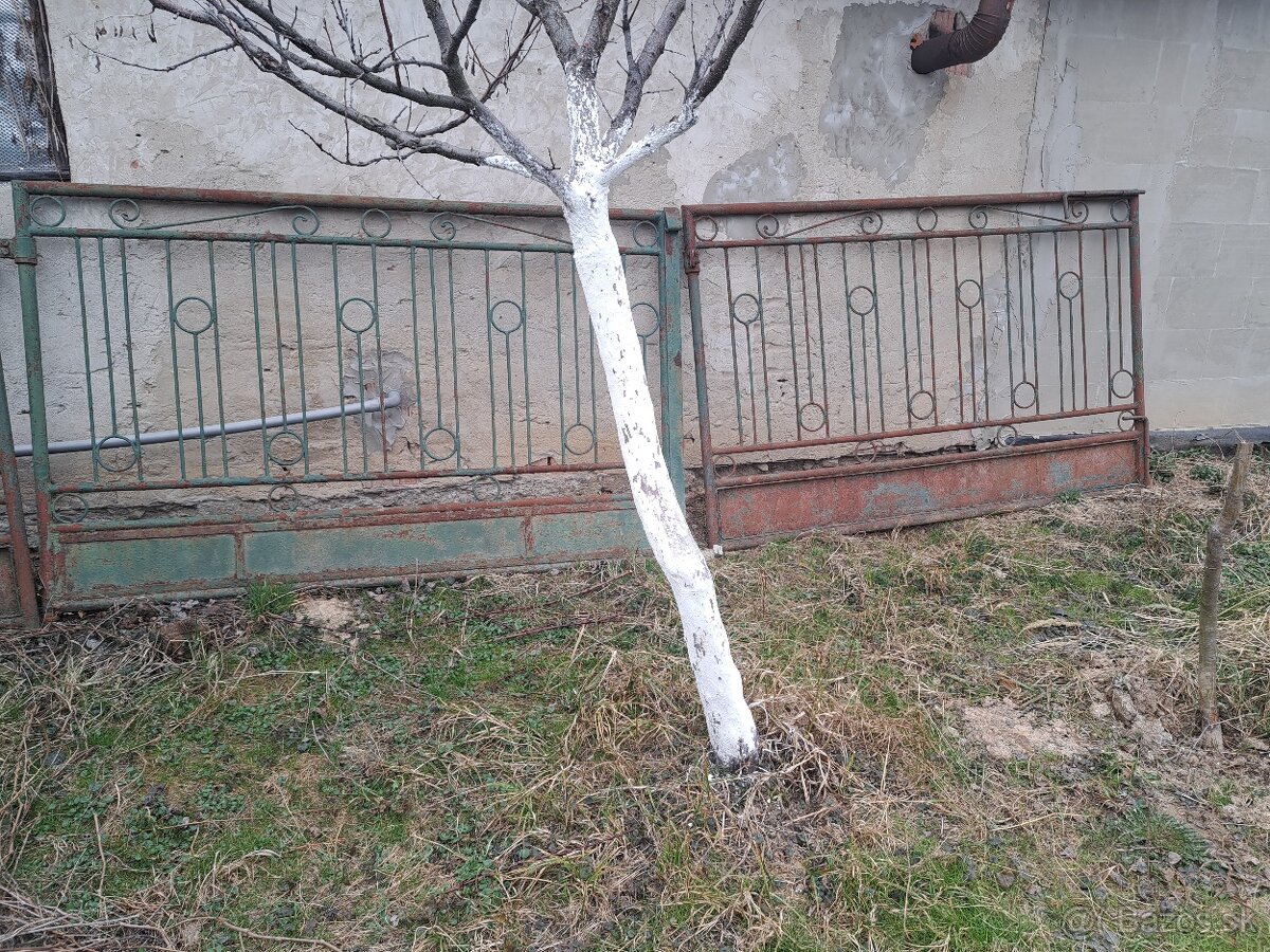 Brana, branicka