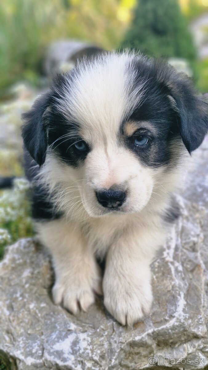 Welsh Corgi Pembroke