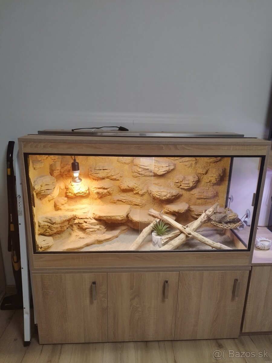 Agama,terarium