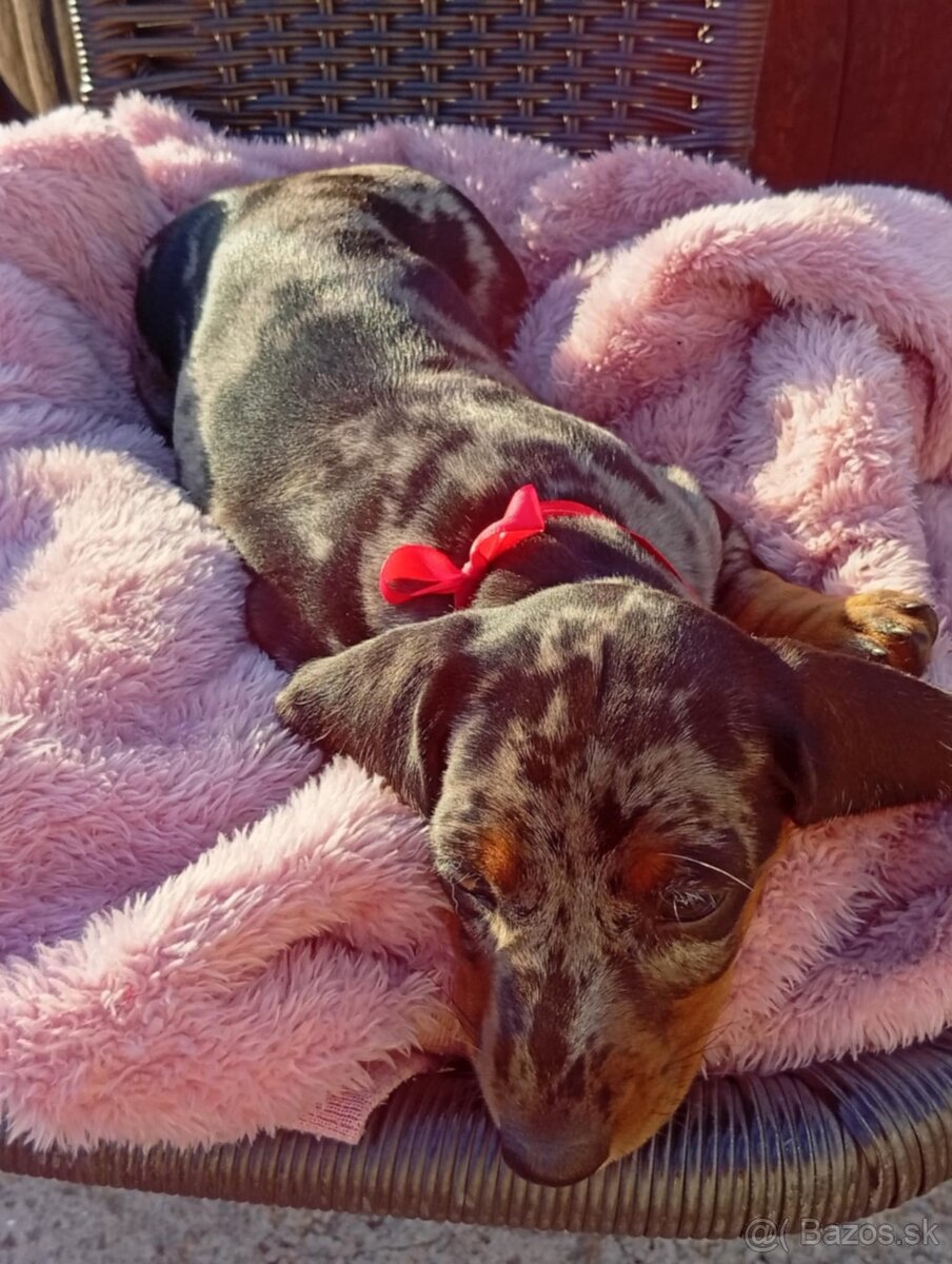 Jazvecik Merle