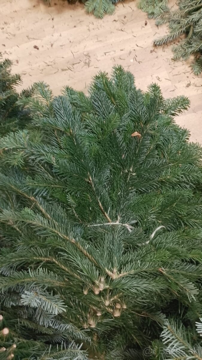 Čerstvá čecina z mladých stromov – balík cca 10 kg