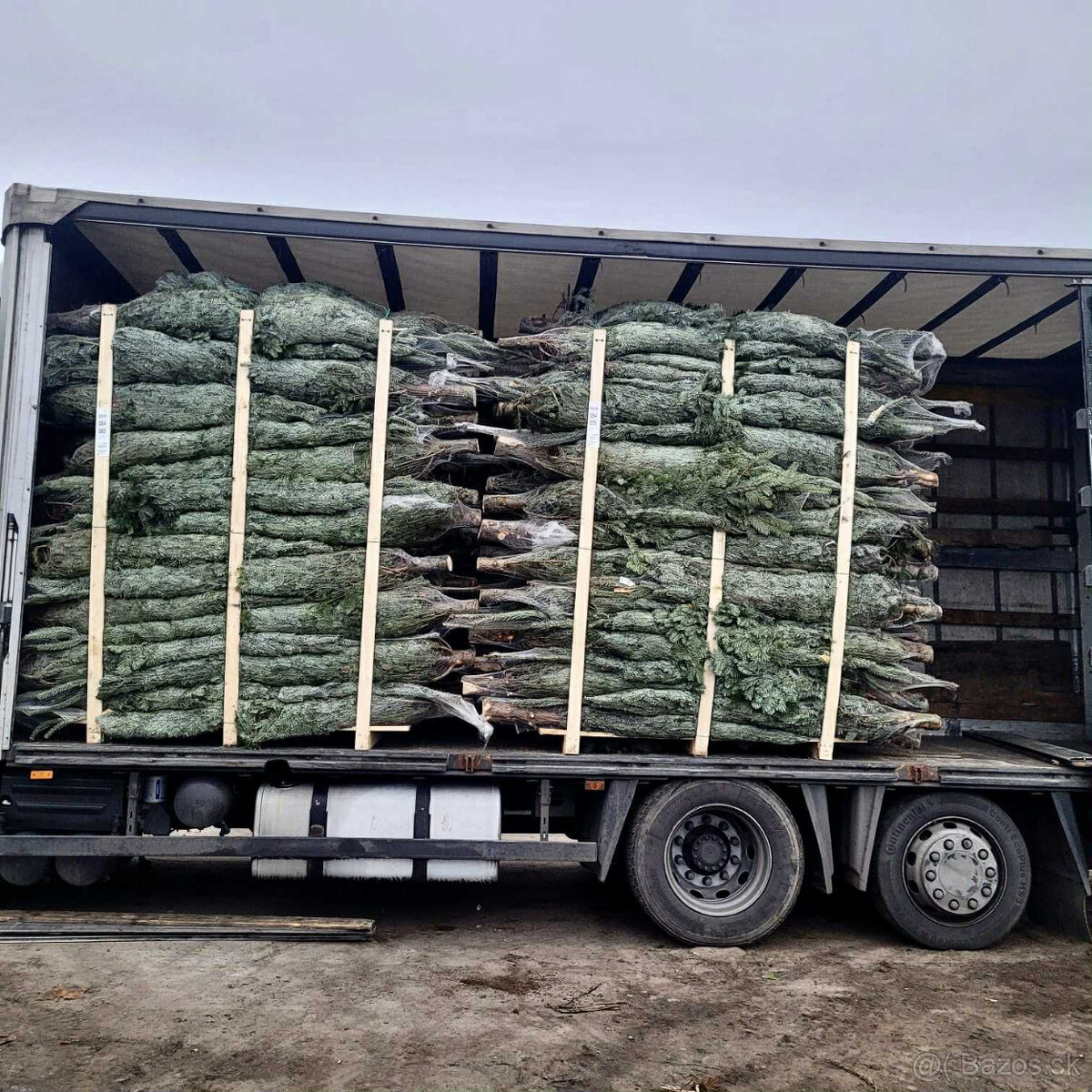 Kaukazská jedľa 2,00-2,50 smrek vianočné stromčeky