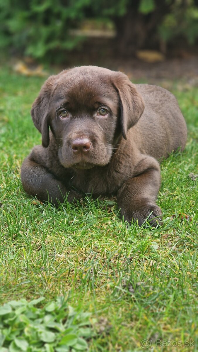 Labradorský retriever