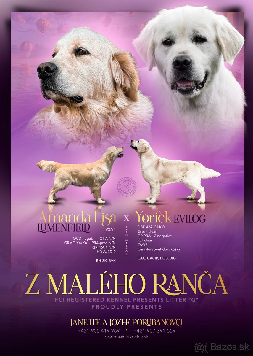 Šteniatka zlatý retriever