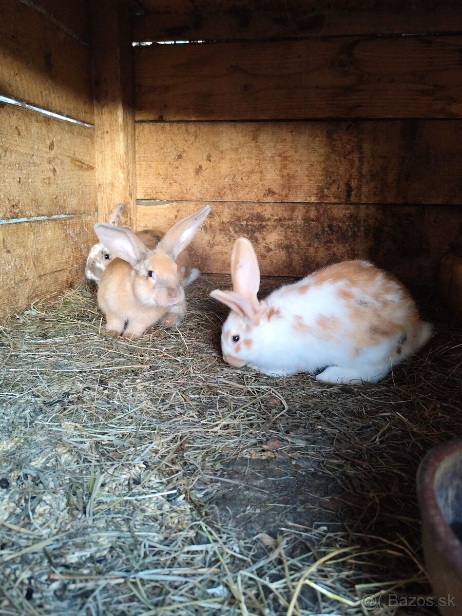 Zajac Dalmatinsky Rex