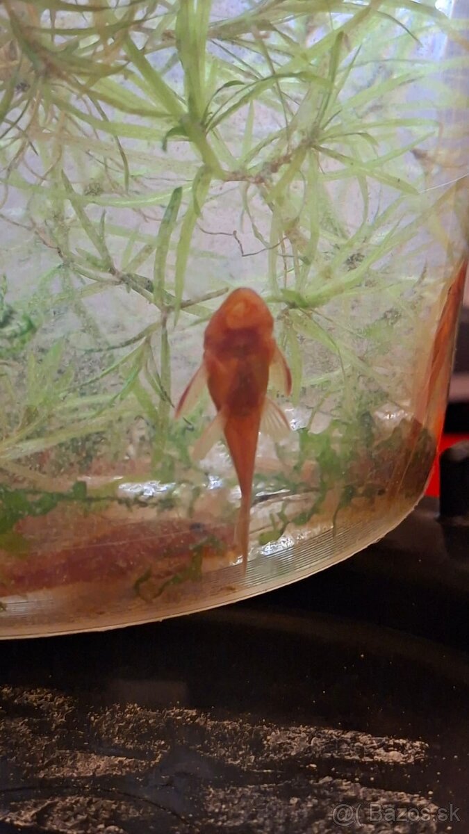 Prisavnik red 3-5 cm 5 ks len spolu