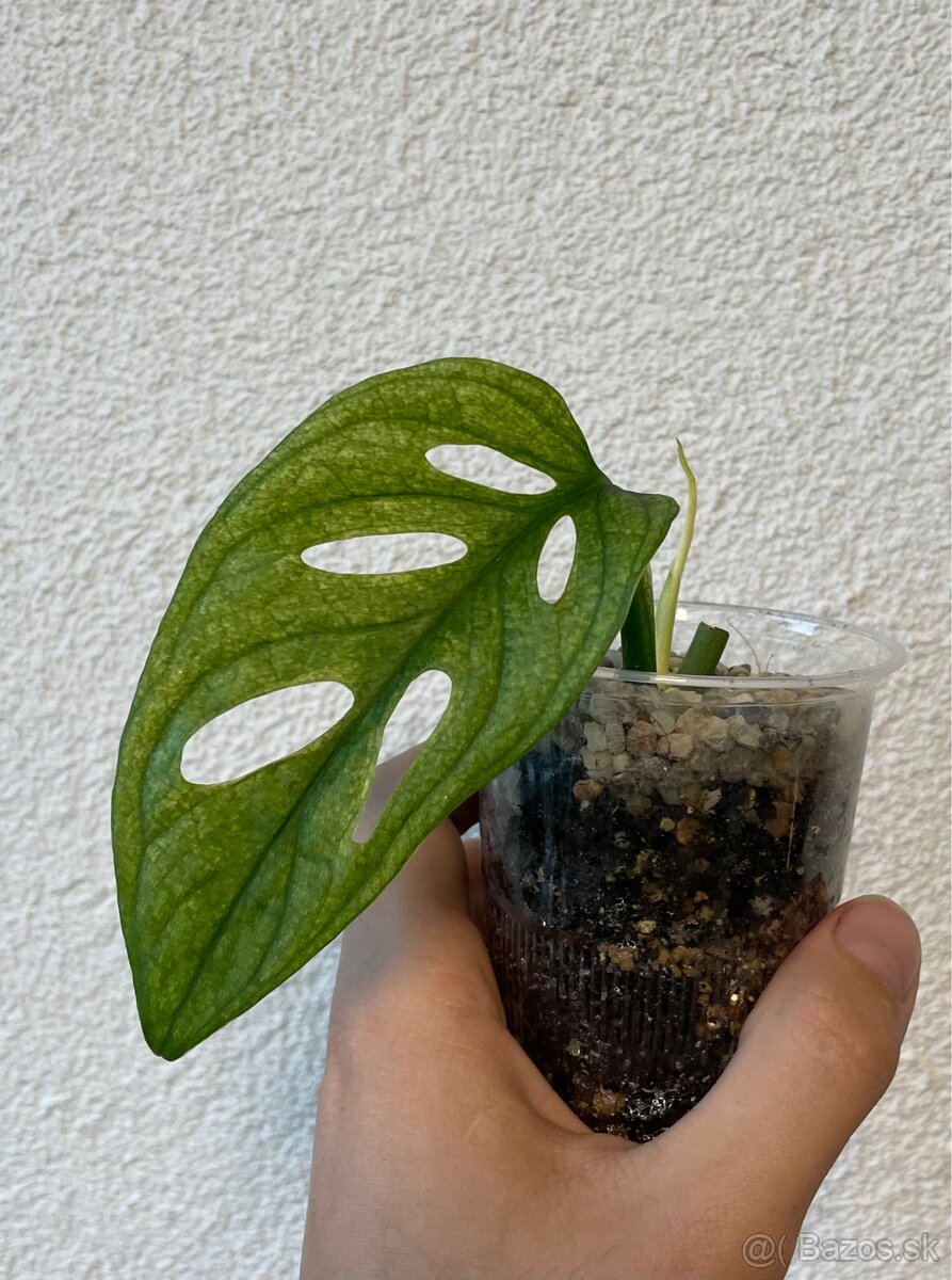 Monstera Adansonii Archipelago var.