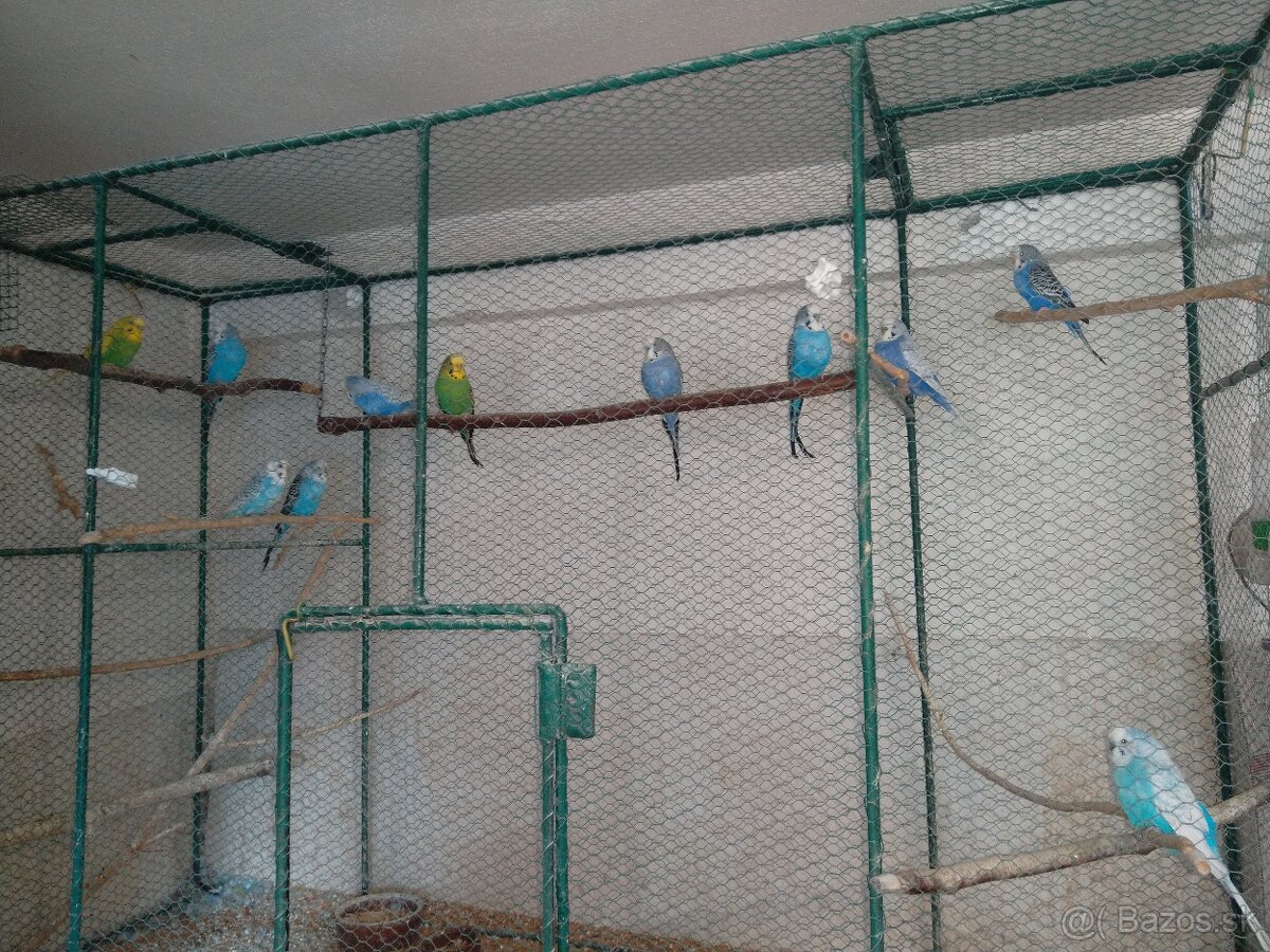 Andulky chovné páry