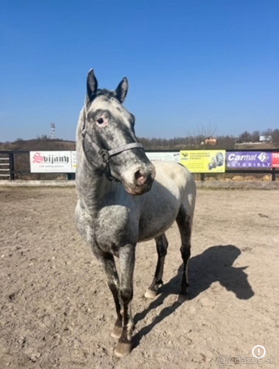 Appaloosa žrebec 100% FDP