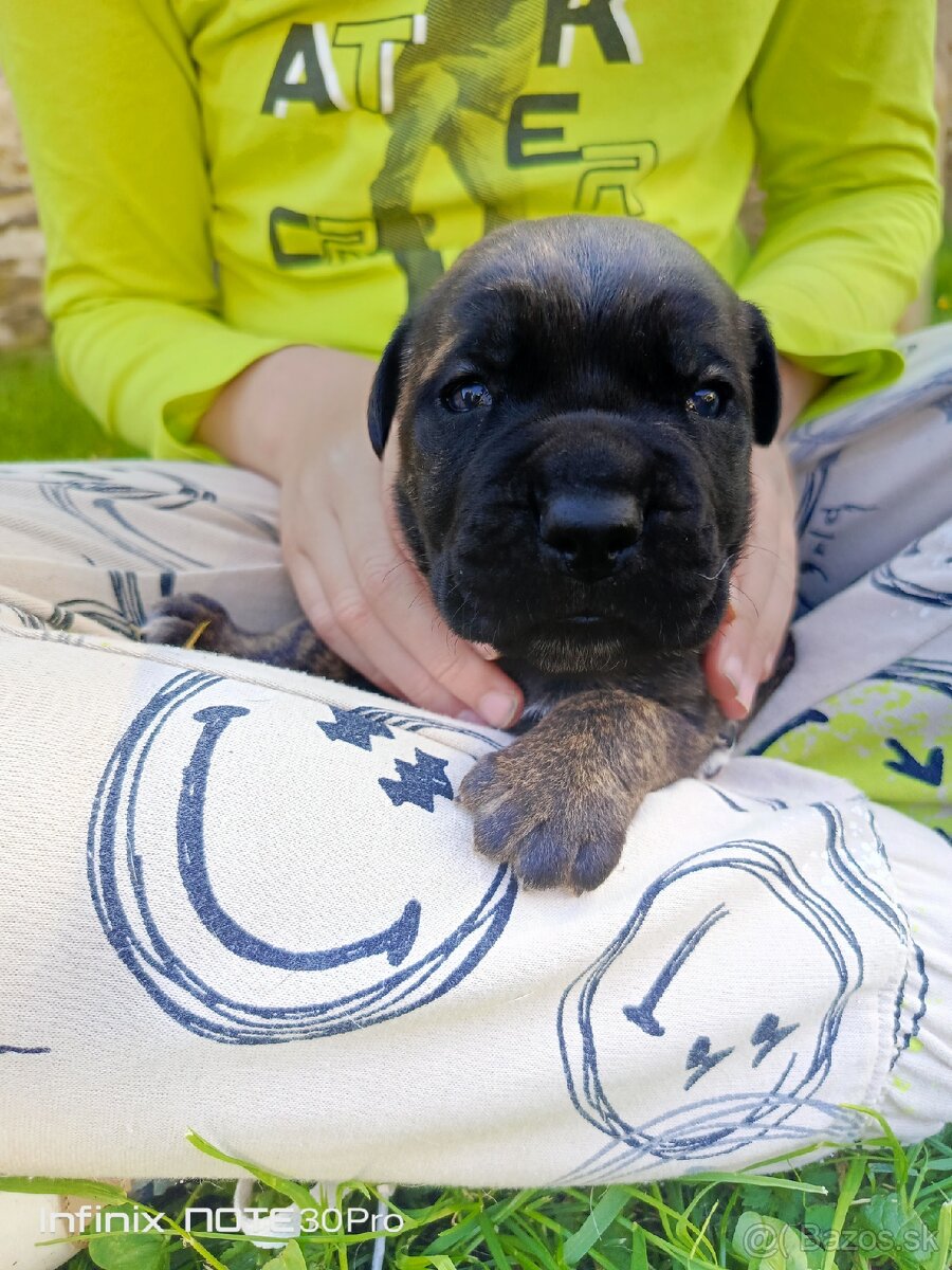 Cane Corso