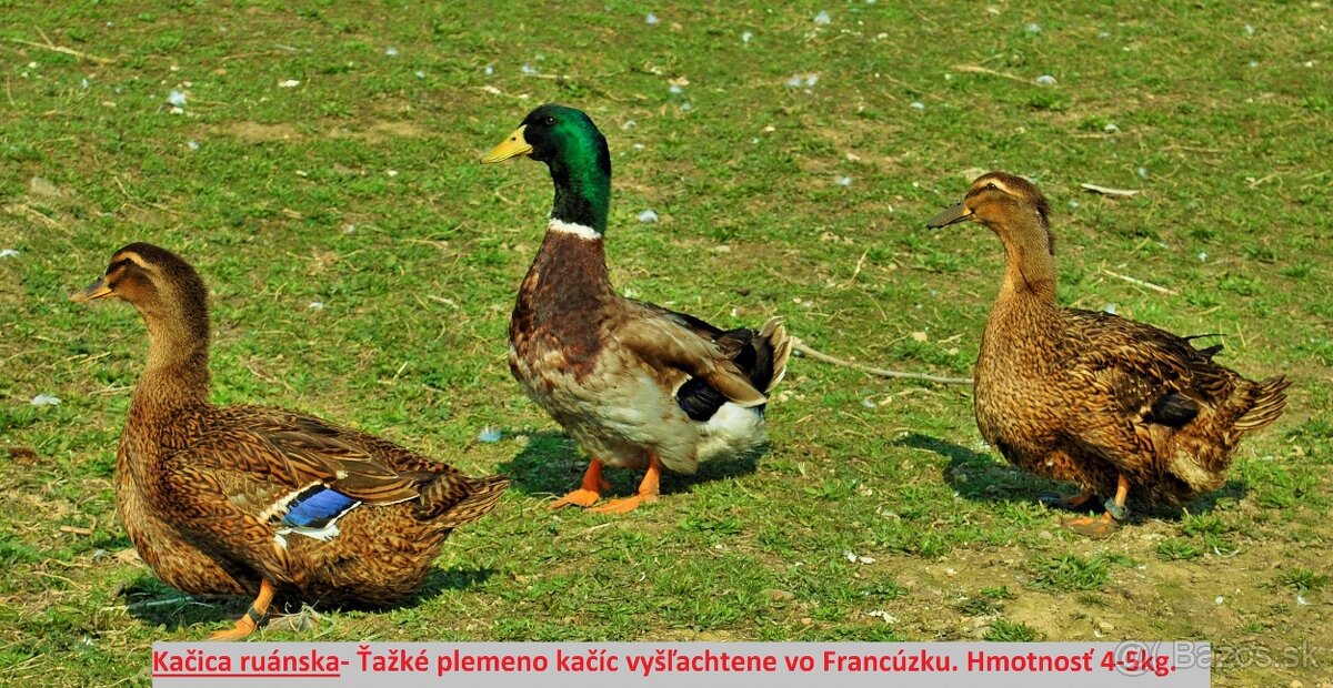 Predám kačatá ruanske
