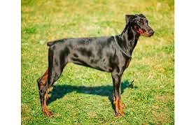 Kupim doberman