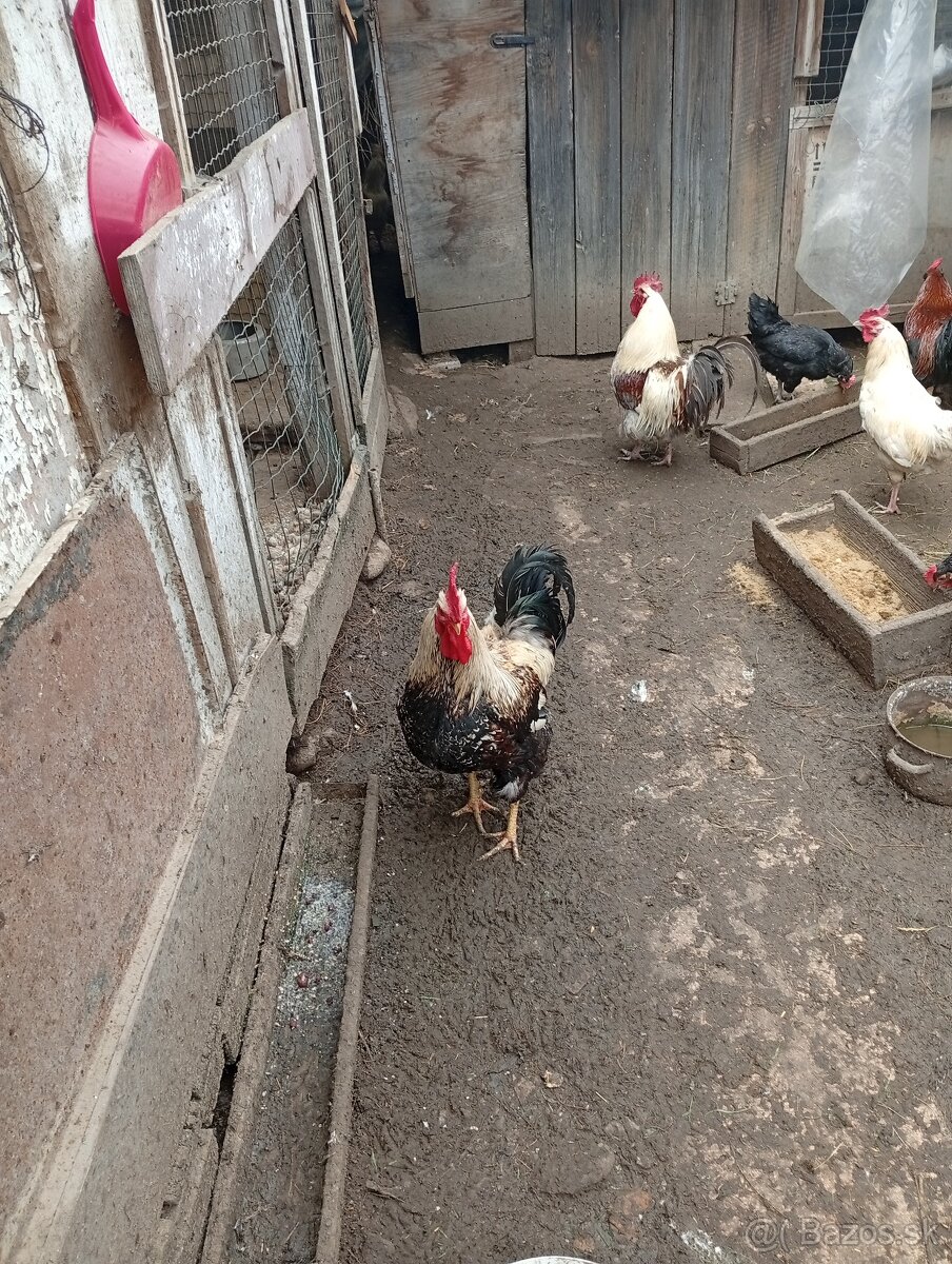 Predám kohúty 15-20€