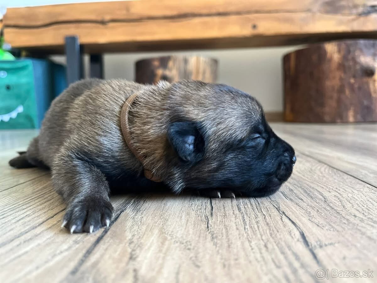 Belgický ovciak Malinois