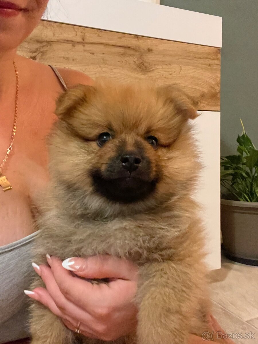 Nemecky špic malý pomeranian