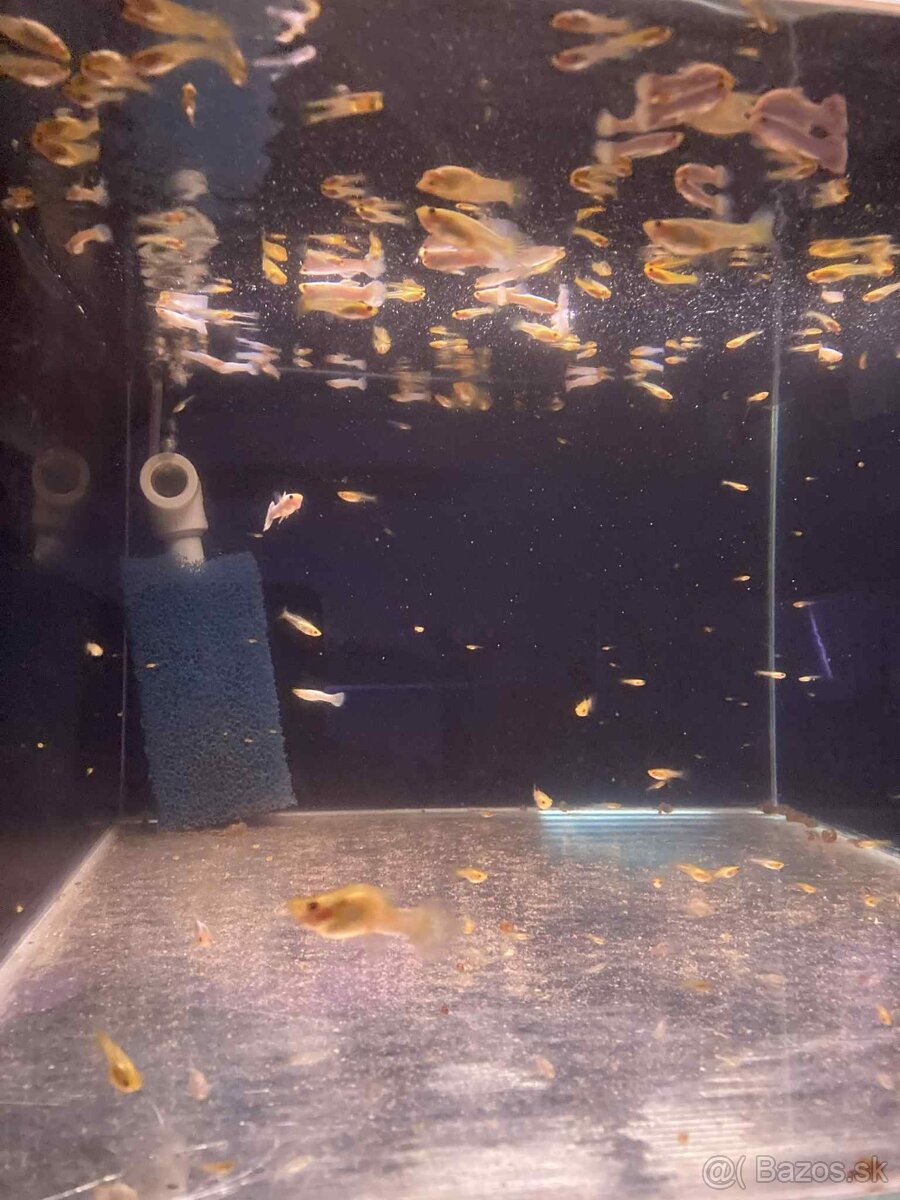 Gupky White Snow - čistá línia