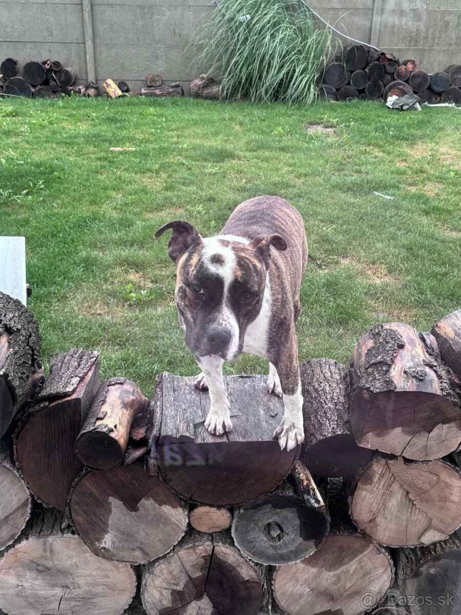 Americky stafordšírsky teriér s PP