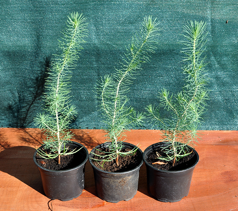 Borovica píniová - Pinus pinea - sadenice