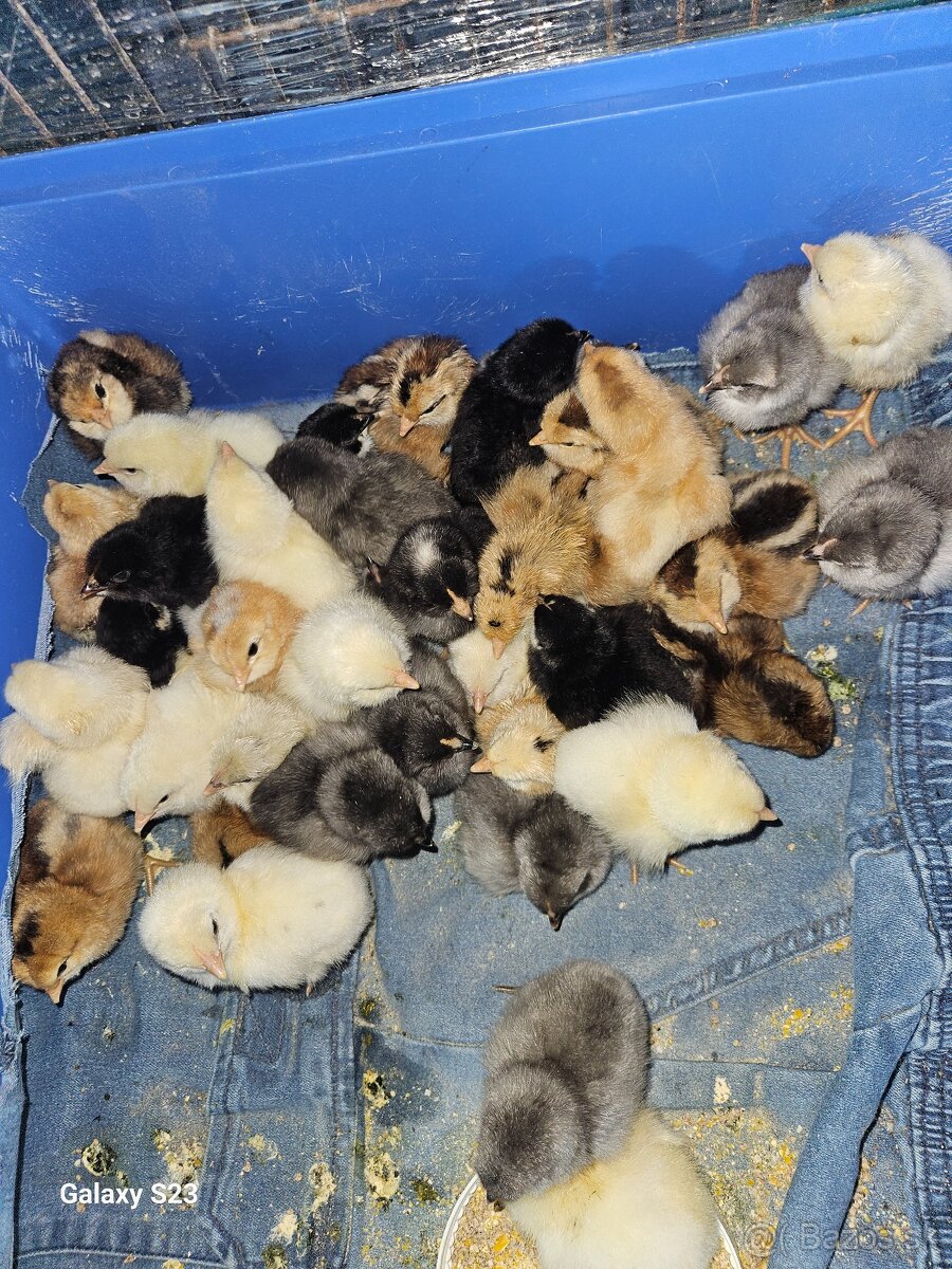 Predám kurčata araucana