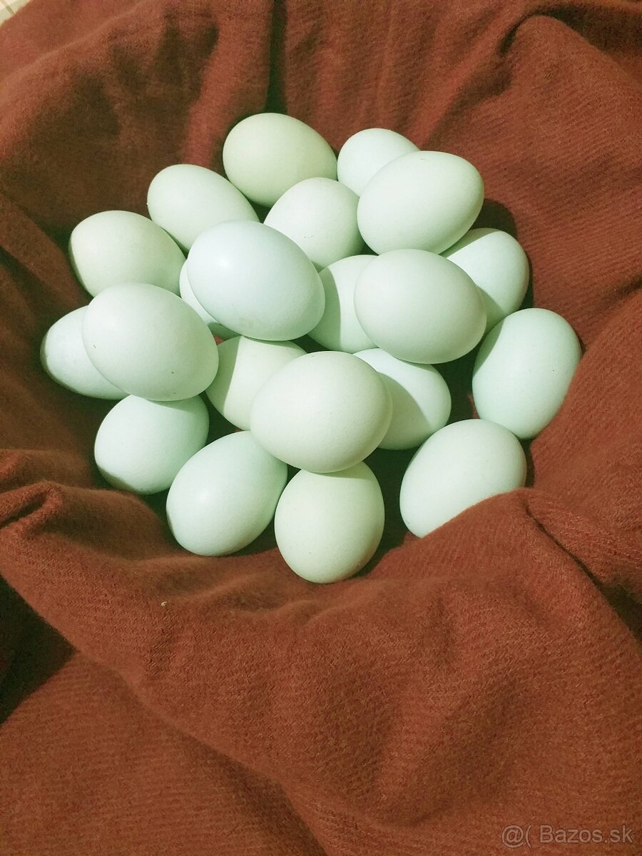 Domáce vajíčka Araucana