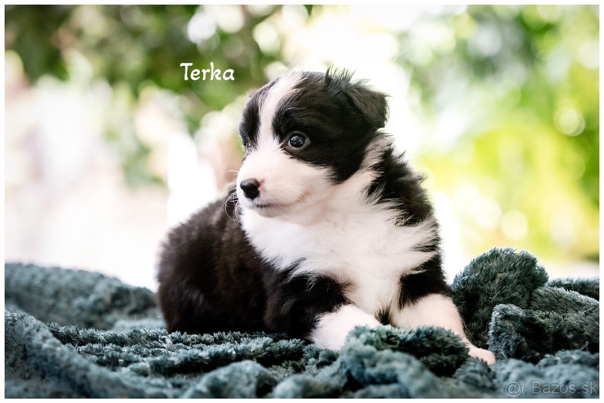 Border Collie Border Kolia s PP FCI
