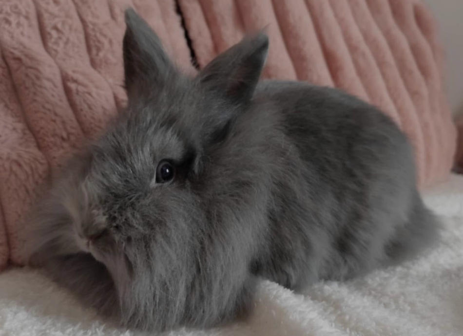 Blue na adopciu