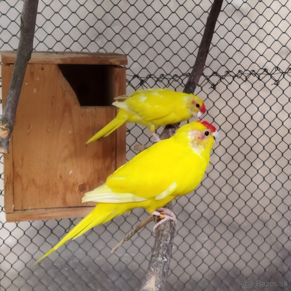 Kakariky