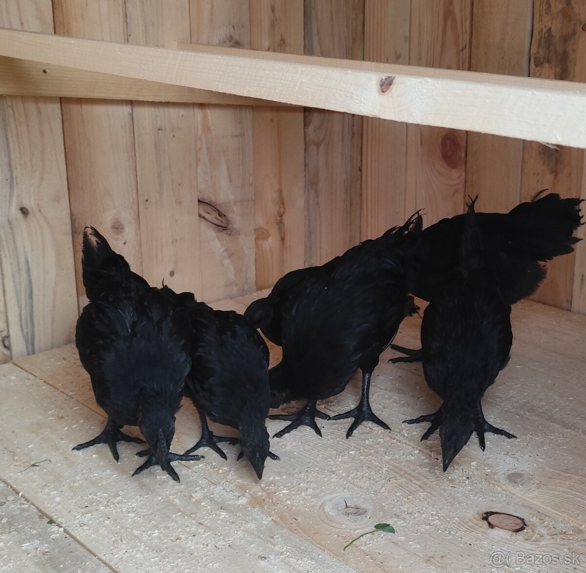 Kohút Ayam Cemani