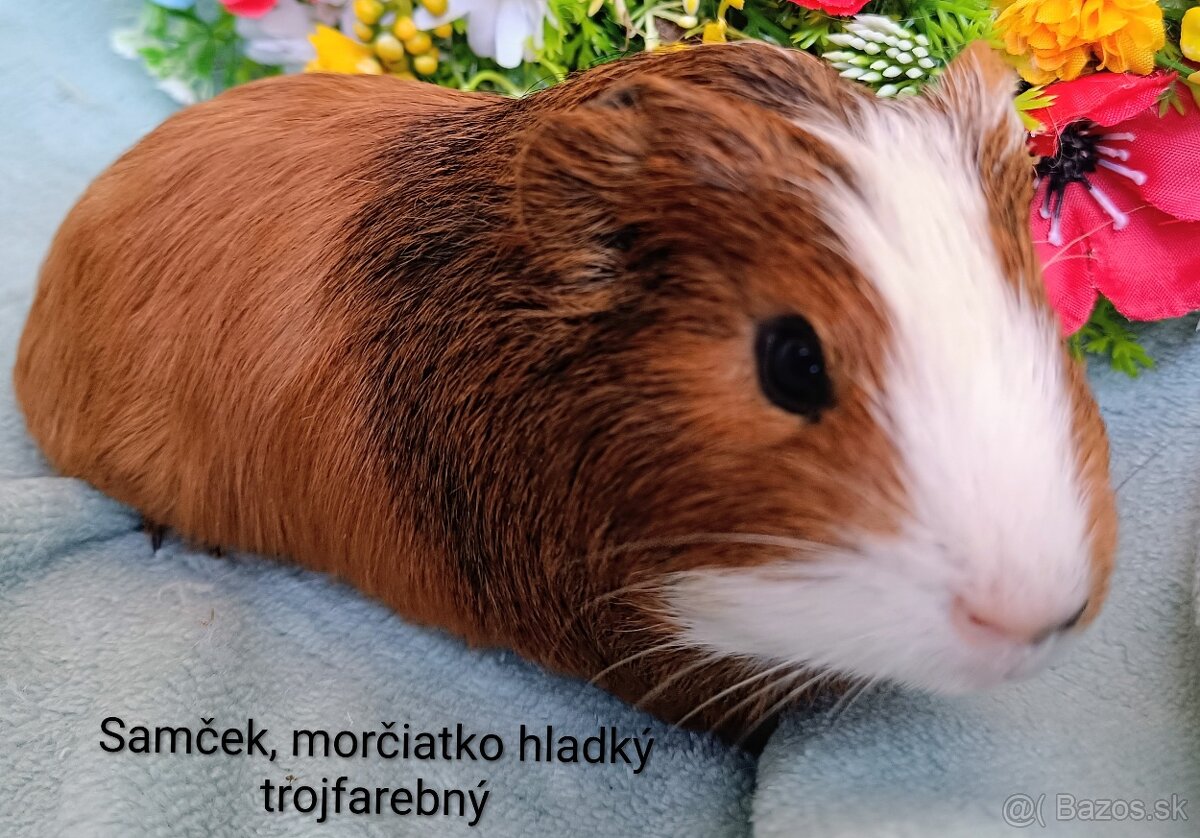 Morča/Morčiatka samčekovia