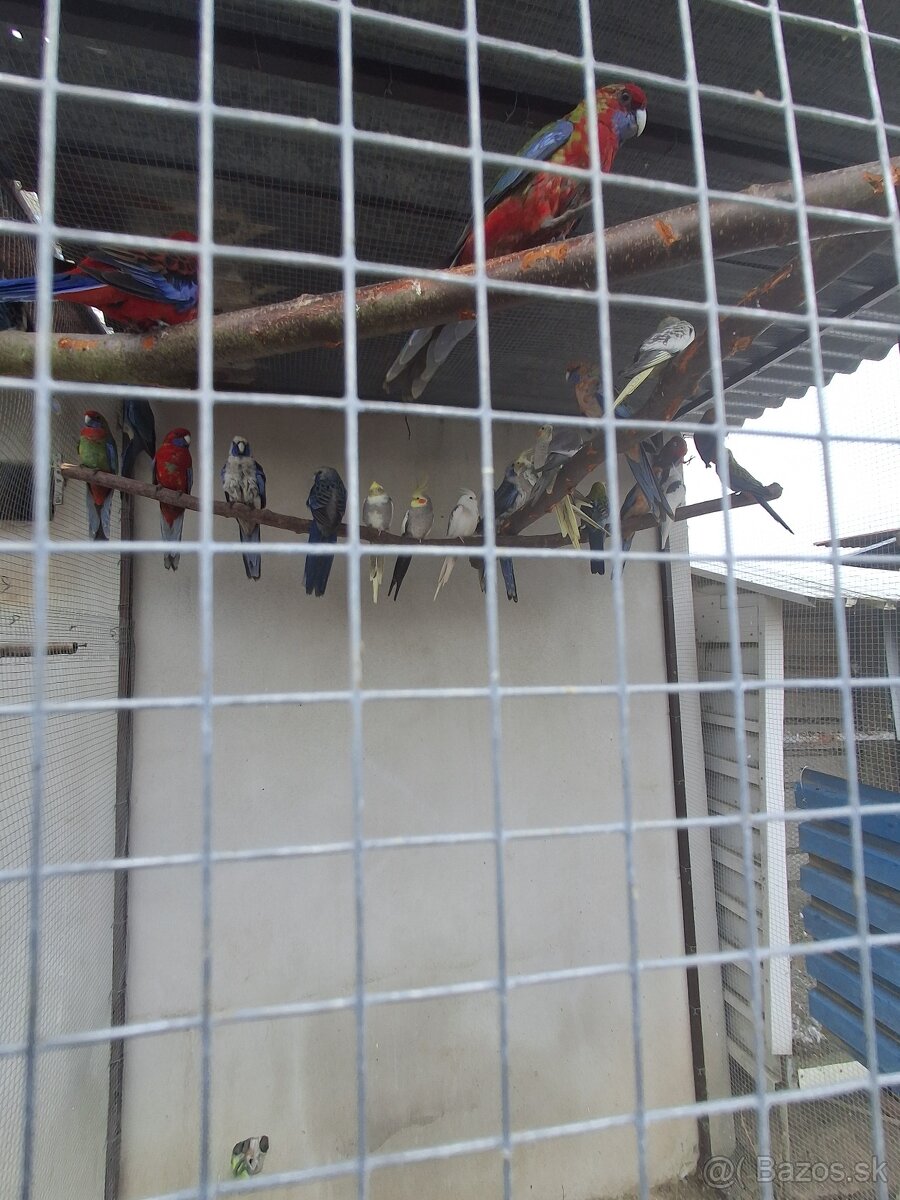 Rozela Penant +korely