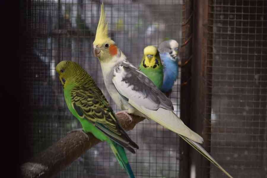 KÚPIM EXOTICKE VTÁCTVO