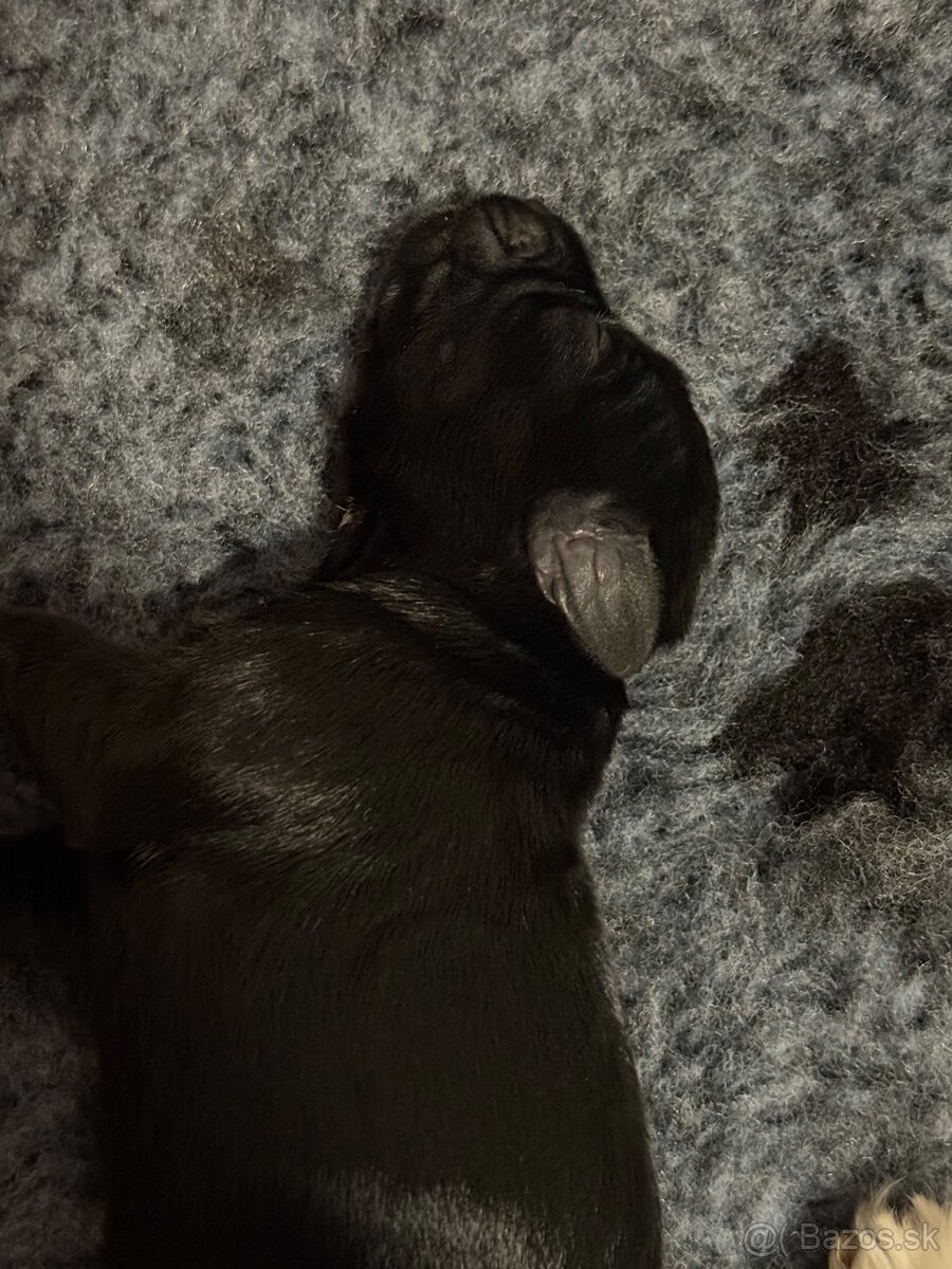 Bradáč malý čierny