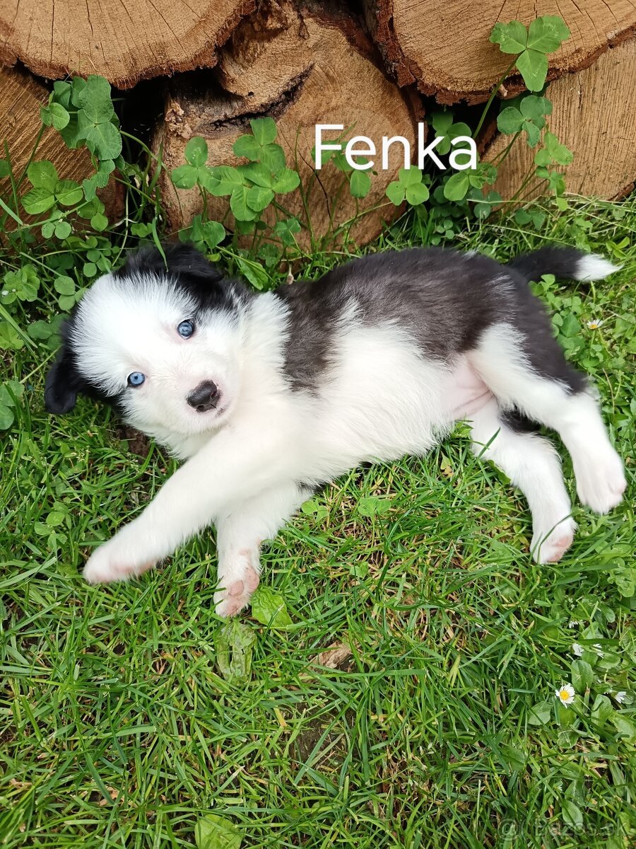 Šteniatka na predaj