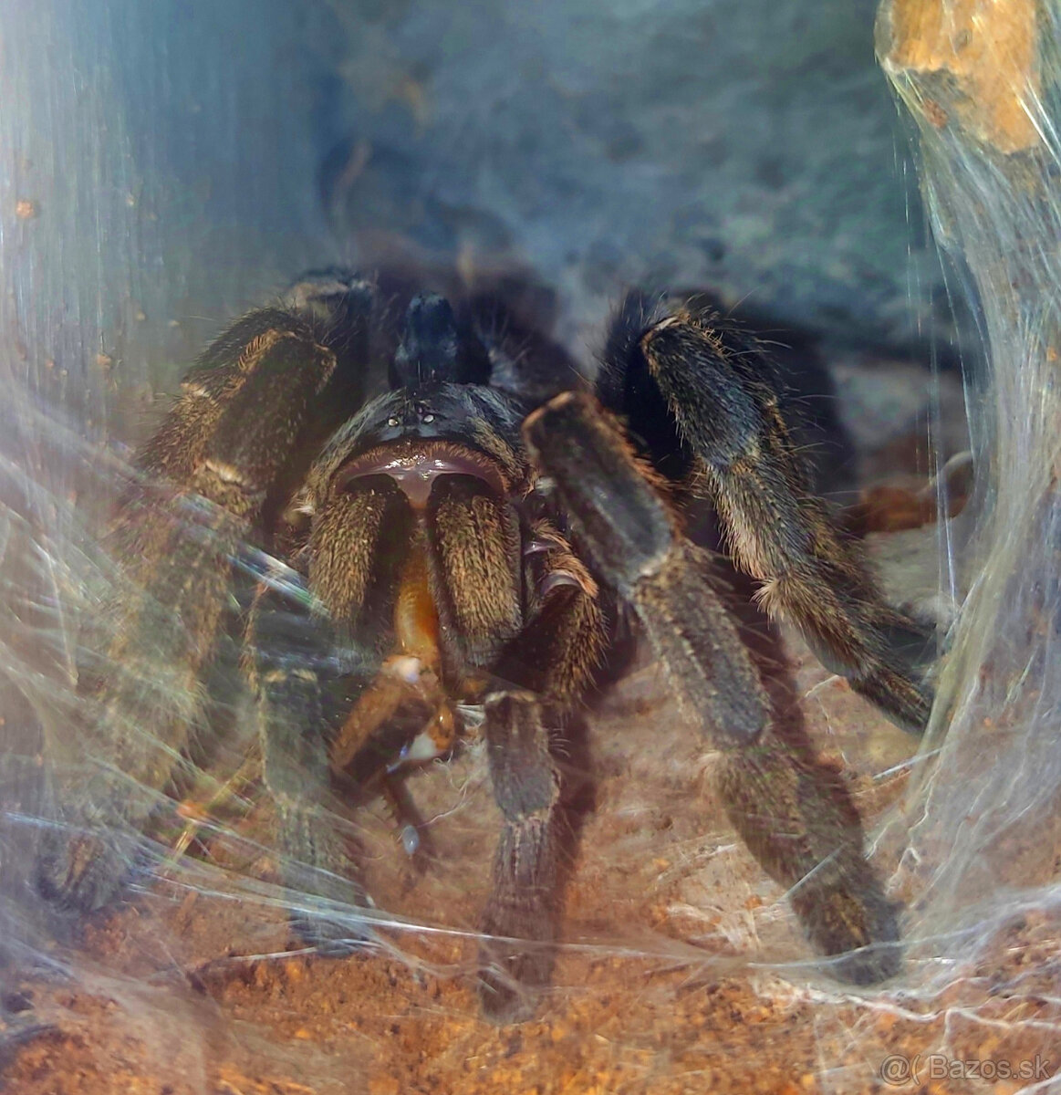 pavúk, tarantula, vtáčkar
