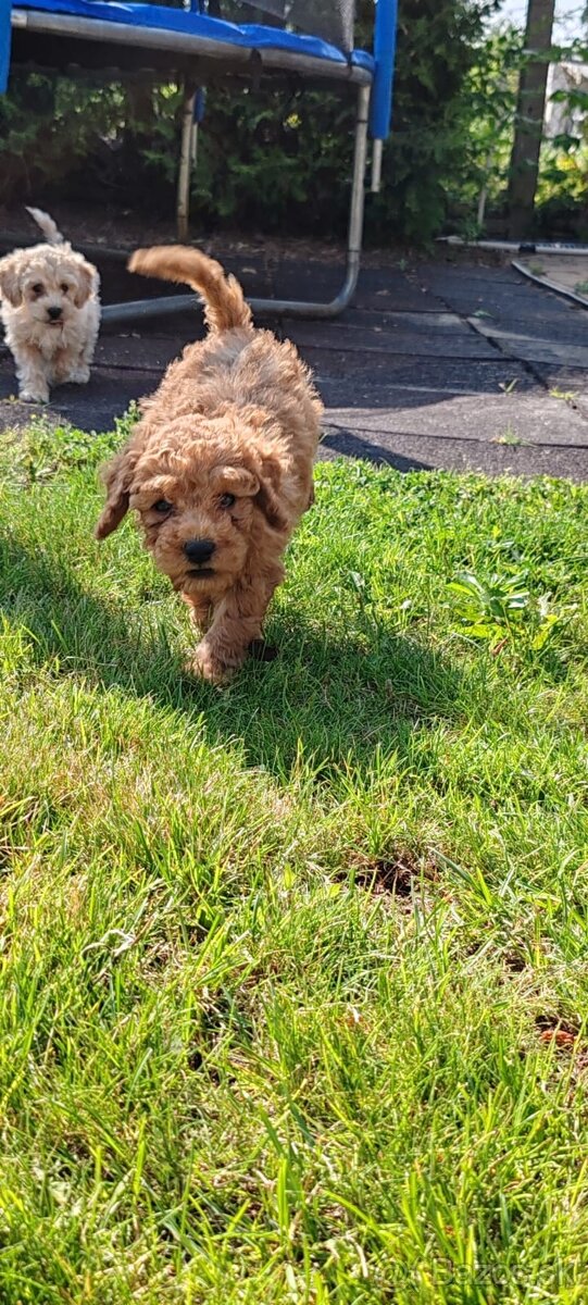 Maltipoo+maltipoo= maltipoo