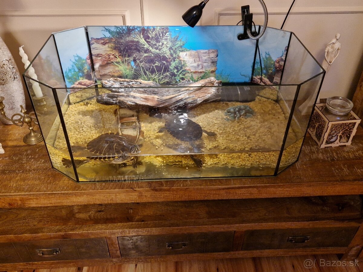 akvárium s 2 korytnackami 20cm