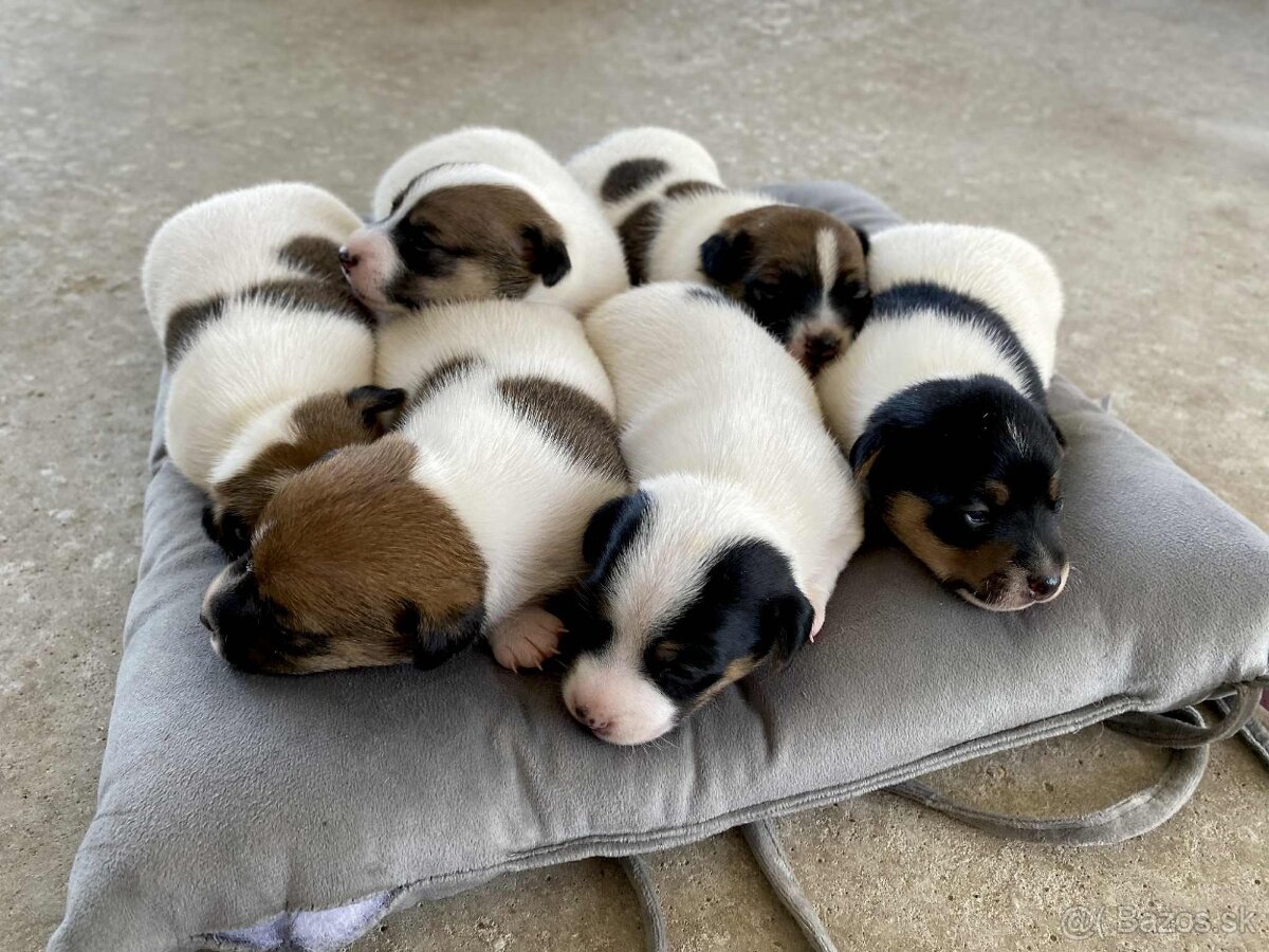 Jack Russel Terier