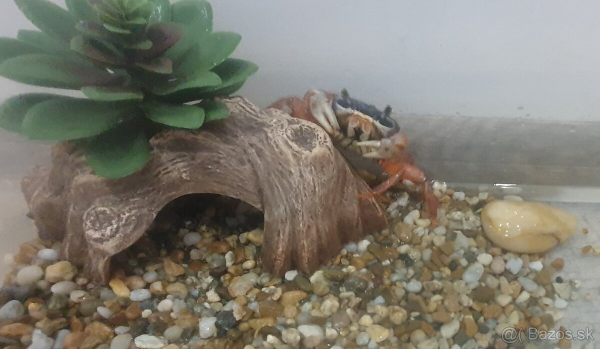 Krab
